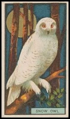 43 Snow Owl